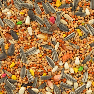 อาหารนกแก้วป่า500 Gr - Product Image 2