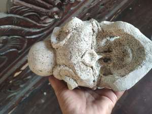 Cráneo Tallado en Hueso de Alta Calidad, Antiguo, 100% Tallado a Mano, Hecho en Bali por un Artesano Especial, Edición Limitada - Product Image 3