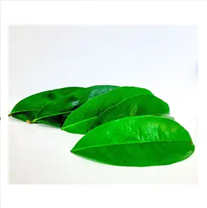 Оптовая продажа, 2023 сушеные листья, листья гравиолы, оптовая продажа, высокое качество от Вьетнама