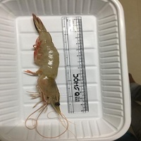 กุ้งแช่แข็ง Vannamei กุ้งแช่แข็ง/ราคาขายส่งกุ้ง Vannamei อาหารทะเลแช่แข็งแสนอร่อย