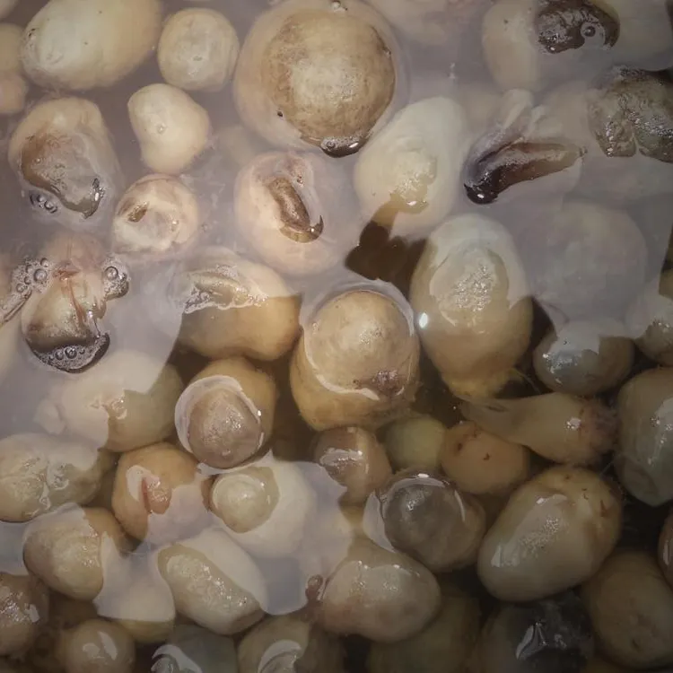 Correia de cogumelo seca a granel, apropriado para furo seco, flor shiitake corte, cogumelo shiitake (whatsapp jani + 84 387242566)