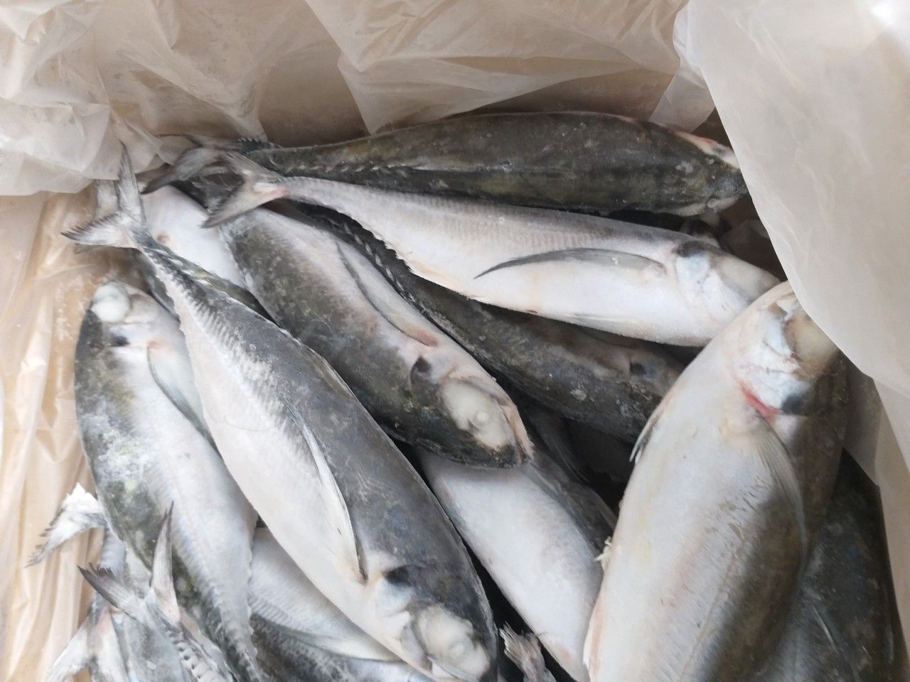 Frozen Horse Mackerel / Fish From Vietnam Cheap Price