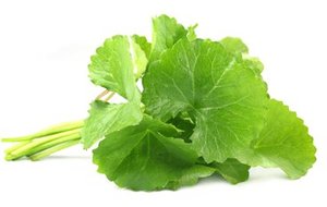 ใบบัวบก/ใบโกตูโคลา/ใบเพนนีเวิร์ต ขายส่ง (วอทส์แอพ +84 896 611 913) - Product Image 2