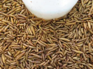 Valor nutritivo superior para alimentación Animal, larvas secas con mosca, soldado negro agrícola, 1,5 kg para crecimiento esencial