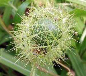 Fleur de passion séchée-vietnam-haute qualité-prix bon marché - Product Image 1