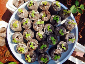 Pélet de coco a granel para germinación de semillas, maceta de turba para germinación, 99GD, más barato - Product Image 5