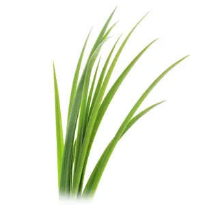 Oil Of Gingergrass Oil | India's No.1 Manufacturer Ginger-grass Oil for Bulk Export At Low Price