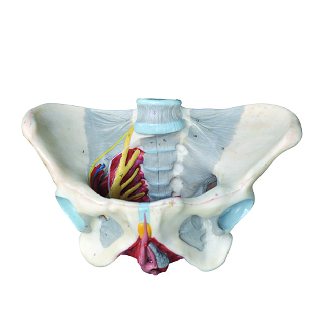 Medical Science Female Pelvis Model With Pelvic Floor Muscle Anatomy Model