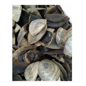 Coque en coquillage noir/argent, 150g, écaille de qualité - Product Image 6