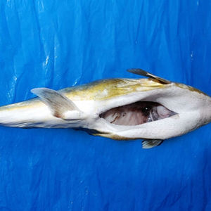 In Fugu Poissons Vendre Acheter Fugu Poissons Achat Direct In Des Entreprises A Partir D Alibaba Com