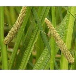 Compre Aceite Esencial de Raíz de Cálamo 100% Puro, Destilado al Vapor, Certificado GMP de AARNAV GLOBAL EXPORTS - Product Image 6