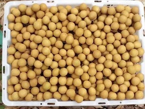 Longan-ropa fresca de alta calidad de Vietnam, precio más bajo, Ms Kathy - Product Image 5
