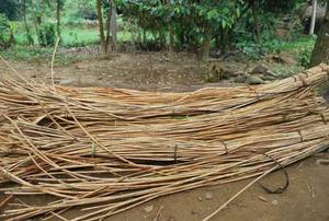 หวายอ้อยคุณภาพดีที่สุดในตลาด - Product Image 3