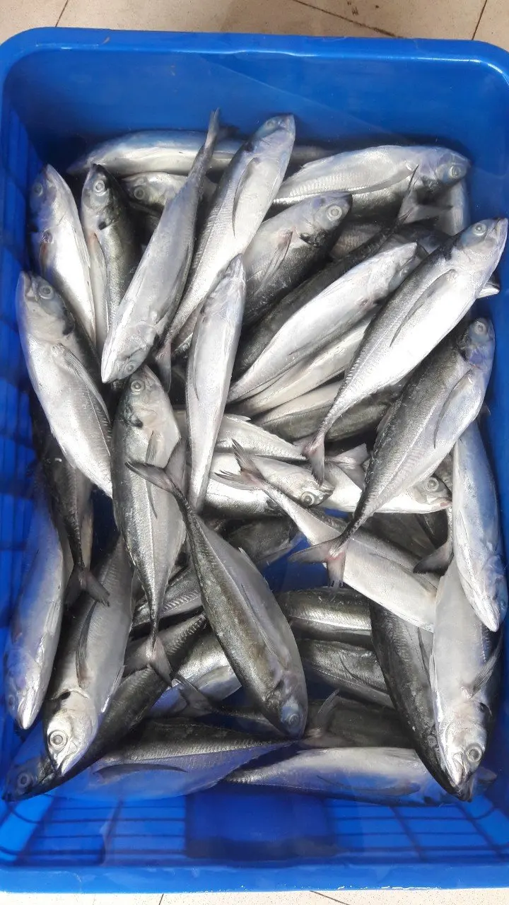 Frozen Horse Mackerel / Fish From Vietnam Cheap Price