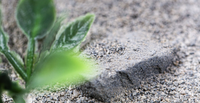 Empire Ants Nids de fourmis écologiques fabriqués en usine, rigoureusement contrôlés, en pierre de gazon, pour l'aménagement paysager naturel extérieur, pour petits animaux AG10