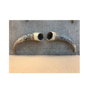 Corno di bufalo parete decorativa corno corto festa e occasione esportazioni all'ingrosso corno decorativo corno di bufalo - Product Image 1