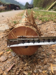 Moso Tonkin Tre Gai Tam Vong,เสาไม้ไผ่แห้งคุณภาพสูงจากเวียดนาม - Product Image 3