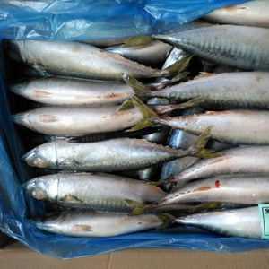 Pesce sgombro congelato BQF processo sottovuoto 1kg disponibile per la vendita - Product Image 3