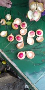 กระบองมือ - Product Image 4