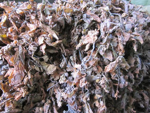 SARGASSUM SECO DE VIETNAM AL MEJOR PRECIO COMPETITIVO - KATIE +84795877933 - Product Image 5