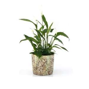 ÉLÉGANT FLEUR JARDIN PLANTEUR DE HAUTE QUALITÉ FLEUR PLANTEUR MAISON DÉCORATIF GALVANISÉ JARDIN PLANTEUR - Product Image 2