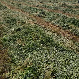 Alfalfa hay high protein cow feed