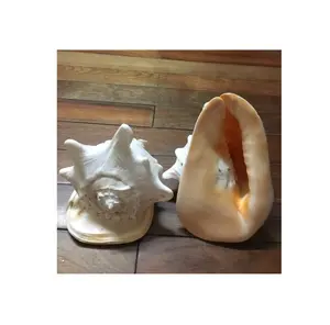 BIG SEASHELLS QUEEN CONCH SHELL SNAIL SHELL BIG SIZE ALL KIND OF SEASHELLS 99 Gold