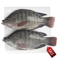 Full Frozen Black Tilapia Fish, Free Sample, 100% Natural