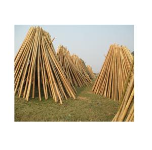 Bâtons de bambou pour l'agriculture, poteaux de bambou pour la plantation en pépinière / Matériel en bois de bambou sur mesure - Product Image 1