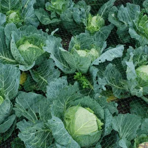 HIGH QUALITY FRESH CABBAGE WITH BEST PRICE 2023