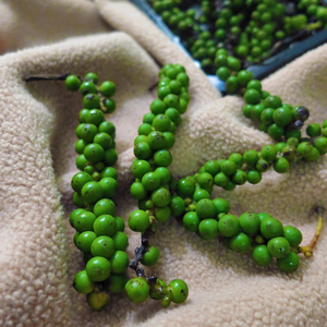 MEJOR PRECIO NUEVO CULTIVO 2024 PARA PIMIENTA VERDE FRESCA DEL PROVEEDOR DE VIETNAM CON ALTA CALIDAD - Product Image 2