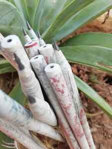 Lápices gratis de madera hechos a medida también disponibles con impresión de logotipo personalizado adecuado para escuelas, para promociones y regalos - Product Image 3