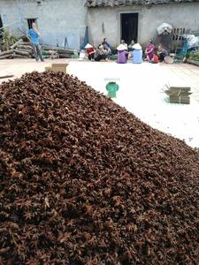 Fine épices étoiles d'anise, bon prix du VIETNAM /Ms track, livraison gratuite - Product Image 5