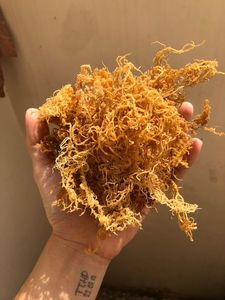 Holesale Gviejo y ururple EA ooss/Ried rish ooss/Golden rish SeaMoss s ily + 84 906 927 - Product Image 5