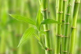 ขายส่งผงไม้ไผ่อินทรีย์จํานวนมากด้วยคุณภาพสูงและราคาที่แข่งขันได้จากเวียดนาม - Product Image 5