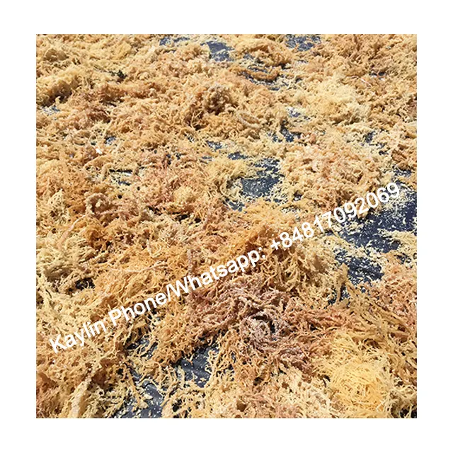 Altın deniz yosunu toptan mor seamoss İrlanda yosunu vahşi hazırlanmış deniz Vietnam iyi fiyat 0084817092069 WS