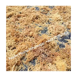 Gold Sea Moss Wholesale Purple seamoss irish moss from Wild Crafted From Sea in Vietnam Good price 0084817092069 WS