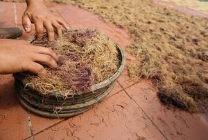 MEJOR PRECIO de GRACILARIA SECA CRUDA/ALGA GRACILARIA DE ALTA CALIDAD // Helen +84 374 288 086 - Product Image 4