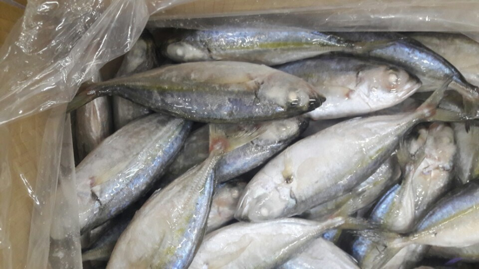 Frozen Horse Mackerel / Fish From Vietnam Cheap Price