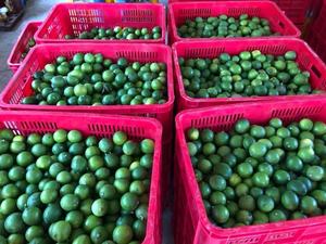 Embalaje de limón verde fresco en caja de cartón, 6KG/ 7KG/ 10KG - Product Image 4