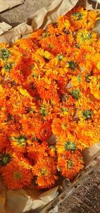 Fleur de Calendula séchée brute certifiée ISO22000, récolte égyptienne la plus récente, qualité supérieure, vente chaude - Product Image 2