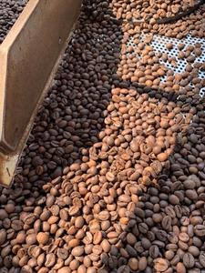 Premium Vietnam Robusta & Arabica Grains de café torréfiés Prix d'usine + 84796855283 - Product Image 5