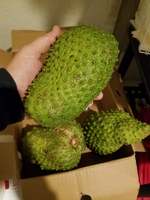 Verse Zuurzak Fruit Graviola Fruit, Pk: 0084 917 476 477