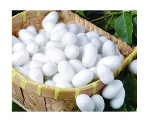 Fresh Natural Silkworm Cocoon for Silk Fiber- Mulberry Silk Cocoon from Vietnam // For Exporting Only // Ms Jennie