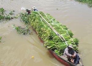 Jacintos de Agua Naturales en Venta/ Jacinto de Agua Seco de Vietnam con Buena Calidad y Precio - Product Image 4