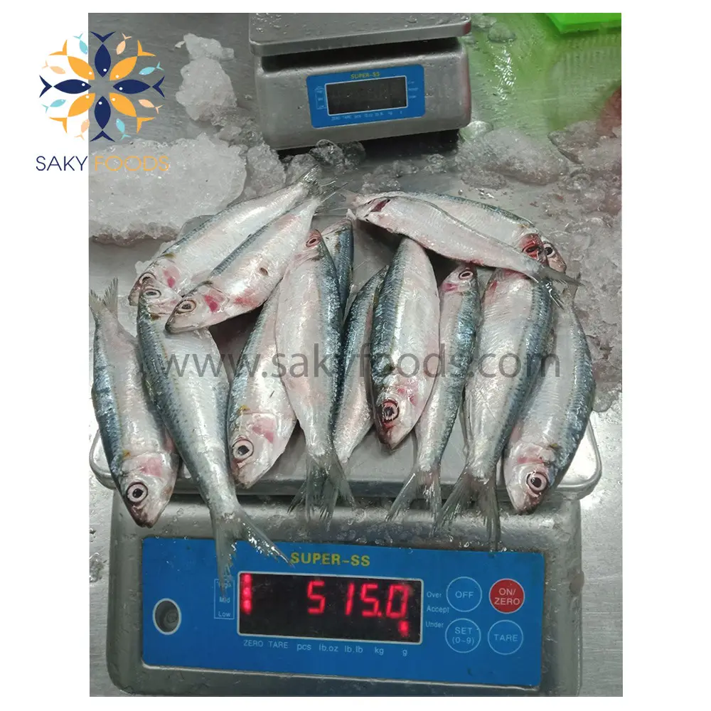 أفضل جودة أسماك سردين مجمدة الجملة سعر جيد المأكولات البحرية المجمدة الطازجة السردين الأسماك صنع في فيتنام