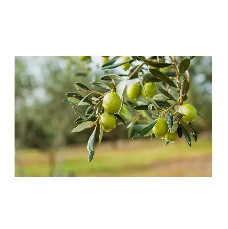 Hochwertige frische Frucht oliven zum Verkauf