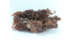 Musgo de mar sazonado y con sabor a musgo irlandés púrpura de alta calidad, seco y empaquetado en una bolsa, variedad Mary - Product Image 5