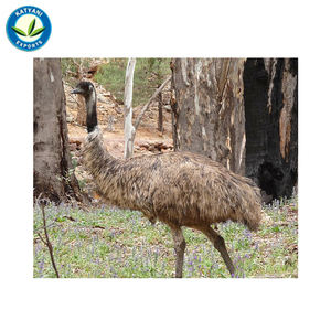 ขายส่งน้ํามันอีมูจํานวนมาก: ผู้ผลิตน้ํามันธรรมชาติออร์แกนิกบริสุทธิ์ 100% จากอินเดียสําหรับผลิตภัณฑ์ดูแลผิว, ผลิตภัณฑ์ดูแลเส้นผมและผลิตภัณฑ์ดูแลร่างกาย - Product Image 3