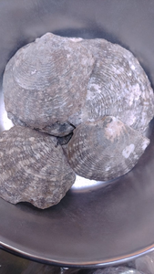 Pinctada en mer naturelle avec l'intérieur de la perle, pour les applications techniques et médicales, 1 pièce - Product Image 3